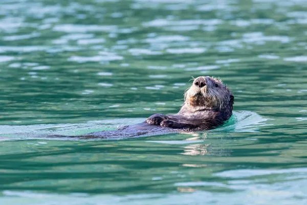 California sea otter