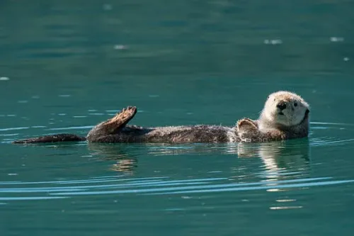 In California, an aggressive otter takes surfers' boards and rides the waves