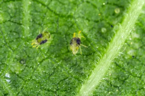 Ticks have learned how to sex females more quickly